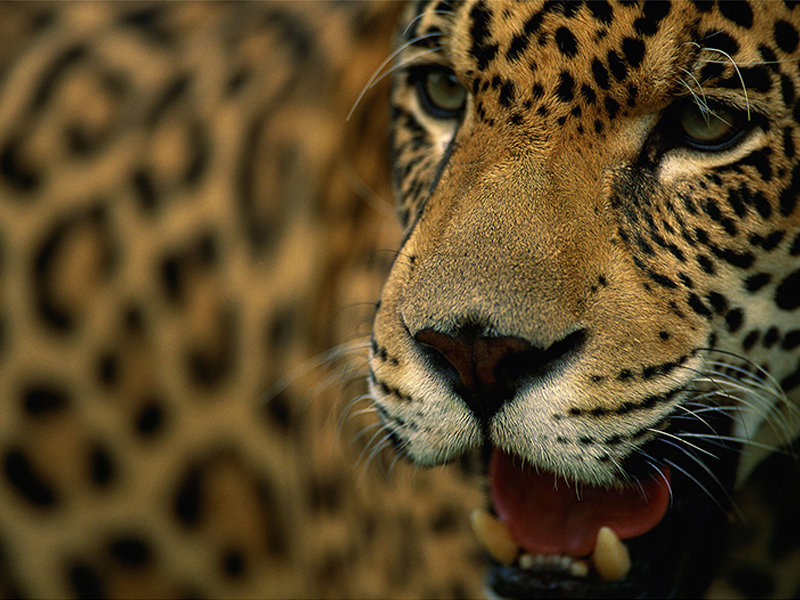 Consoltoria Ambiental